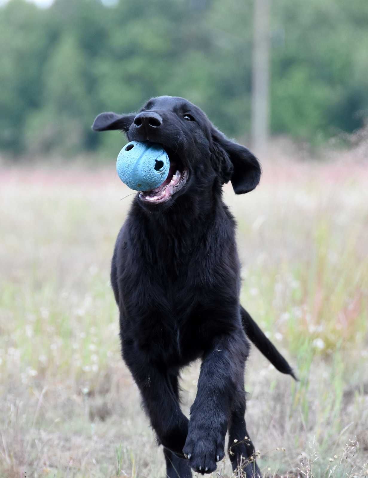 FLAT COATED RETRIEVER - cudny, czarny chłopczyk gotowy od odbioru