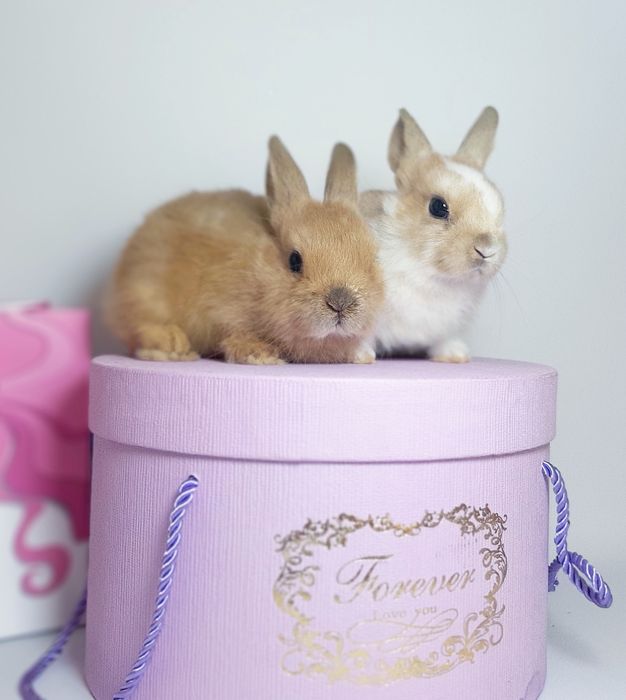 Карликовые мини кролики,міні декоратианые,декоративні,цветной карлик