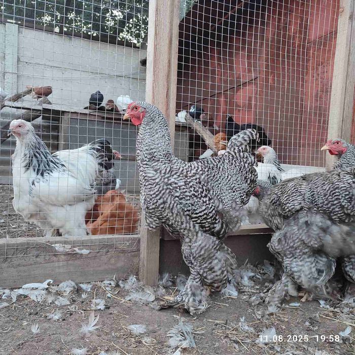 Кури Брама куропатчата,полосата зозуляста