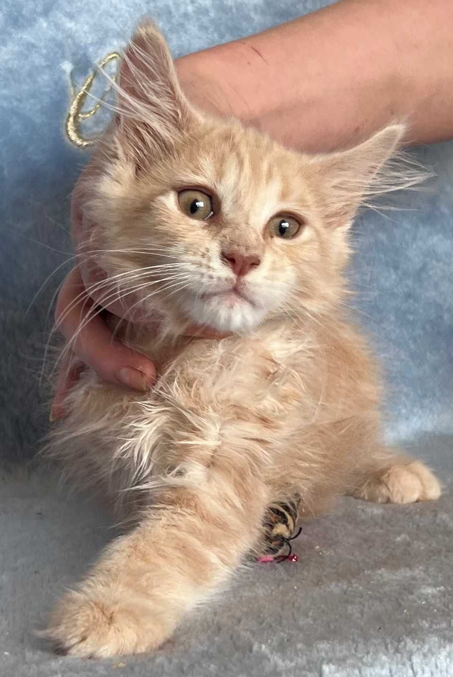 MAINE COON OKAZJA! Kotek Filip z rodowodem FPL, zdrowy, towarzyski