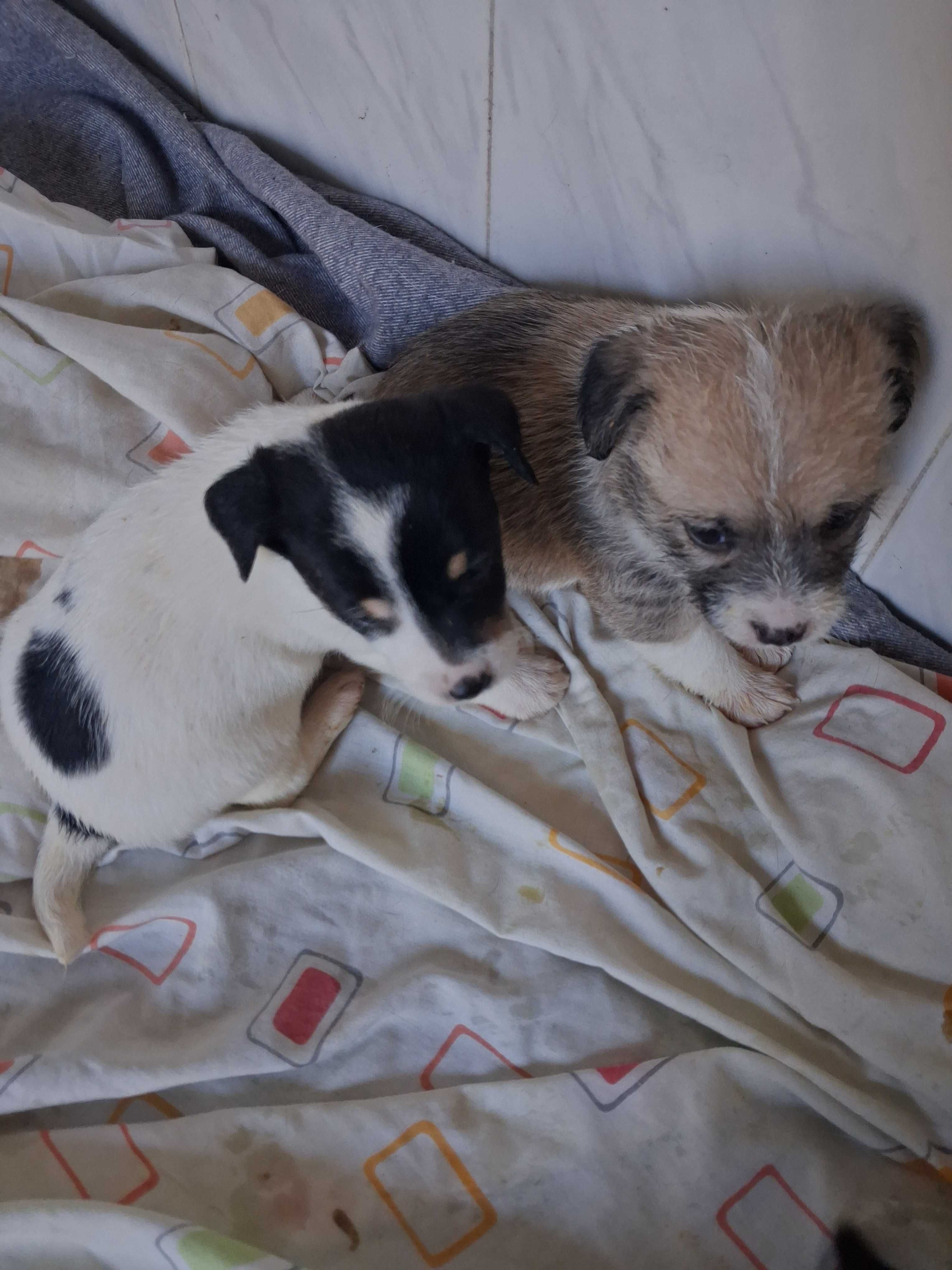 Tenho cães para adoção