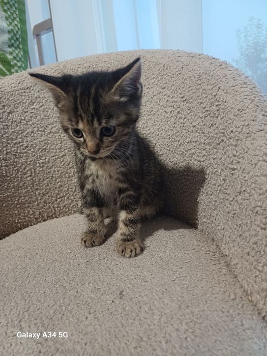 Віддам в добрі руки кошеня