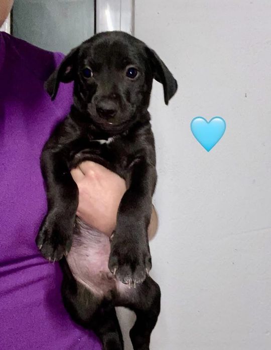 Cachorrinhos 2 meses e meio, muito meigos, adoção responsável