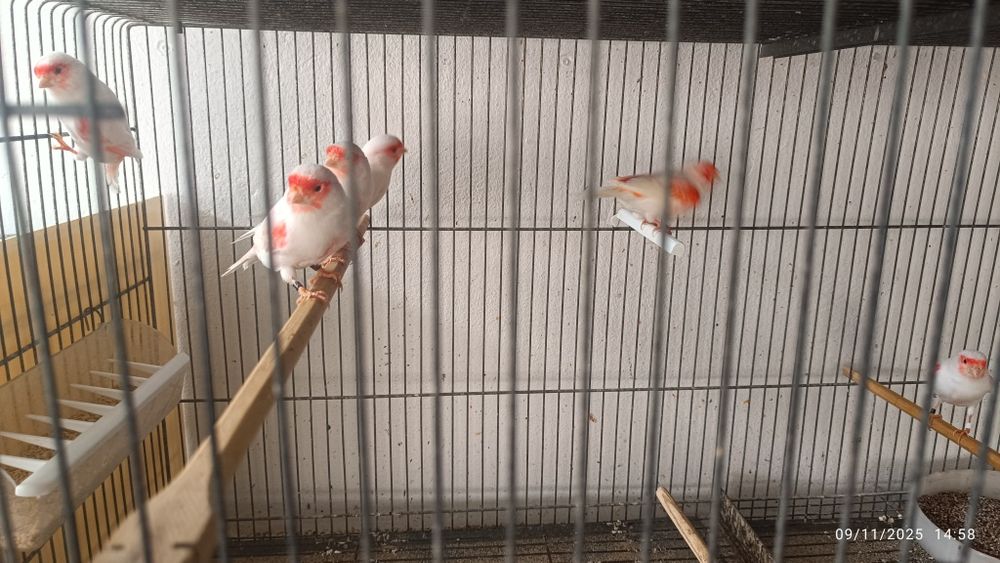 Canários vermelho mosaico femea