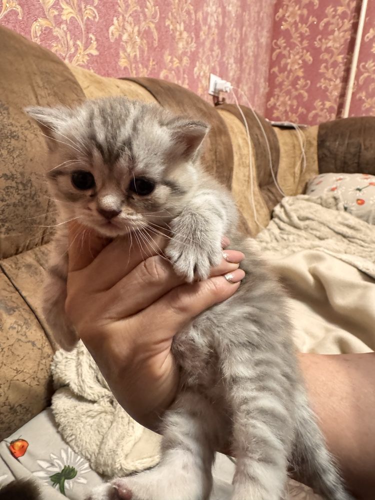Котята шотландской вислоухой кошки