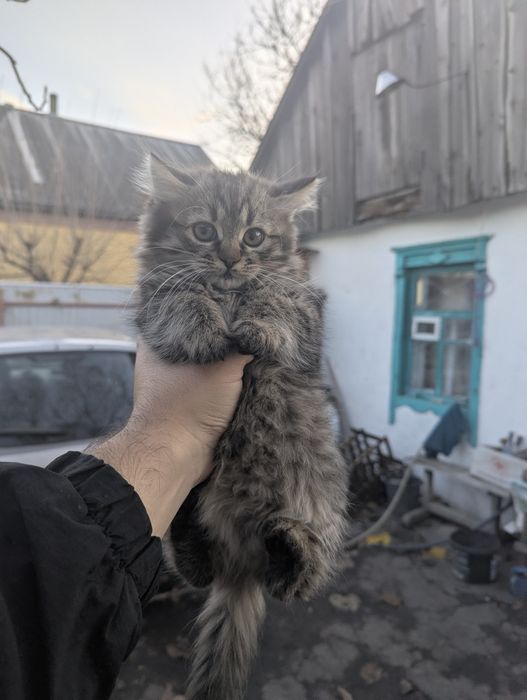 Віддамо кошенят в гарні руки