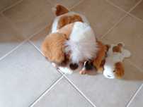 Brinquedo cão interativo