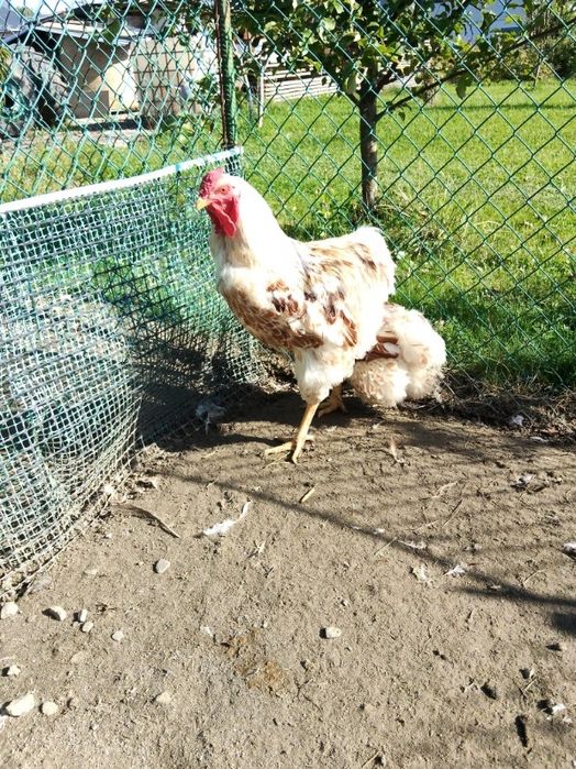 Wyandotte, Wyandotta, Wyandotty Koguty