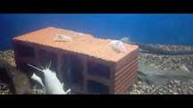 Lagostins albinos