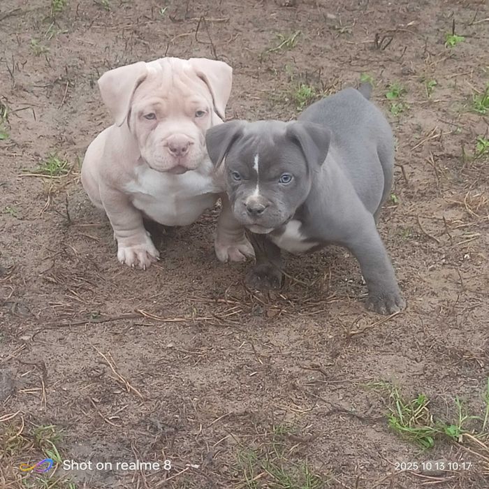 American Bully ABKC  lilak ,pocket gotowe do odbioru