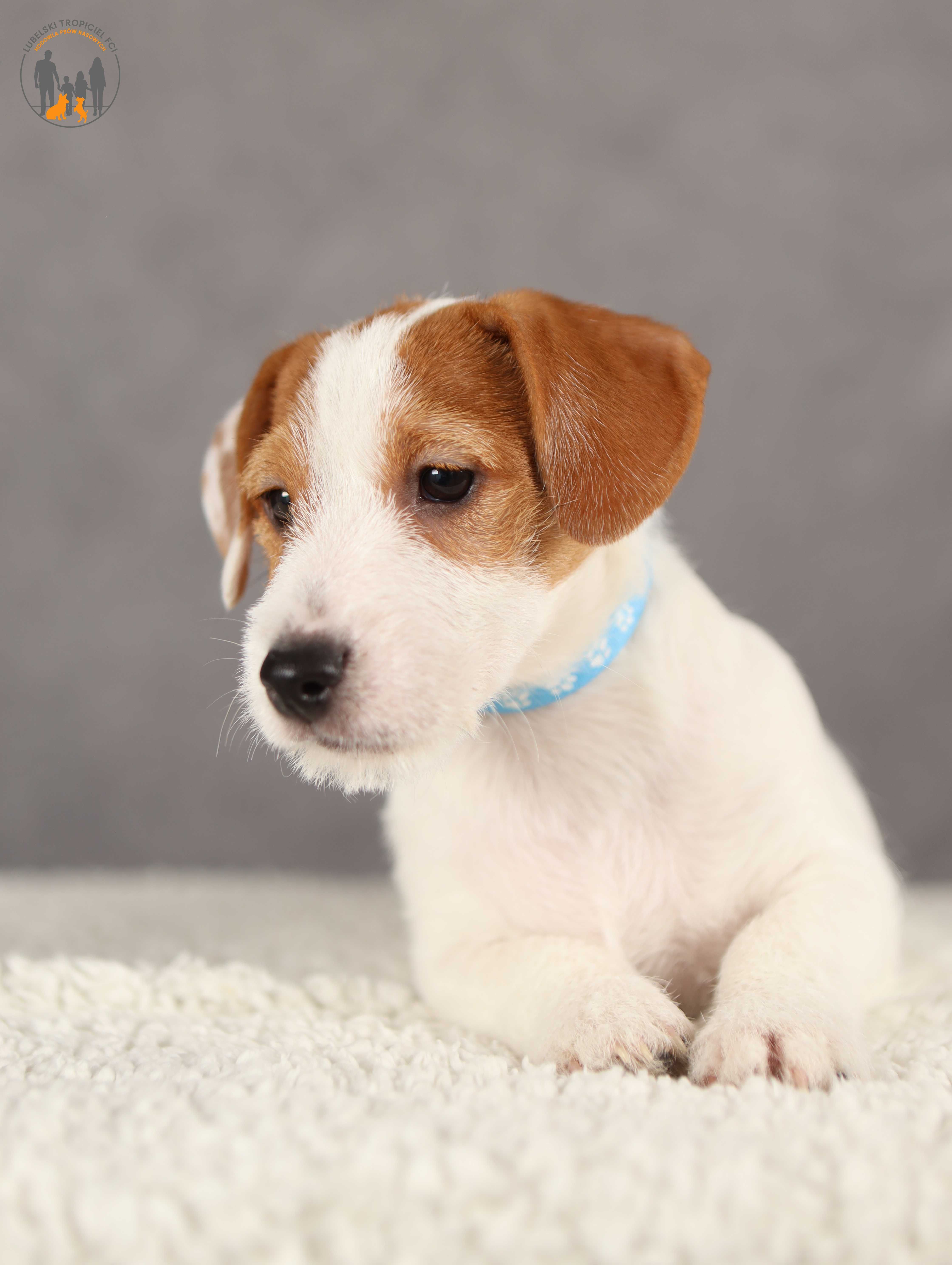 Jack Russell Terrier ZKwP FCI piękny piesek