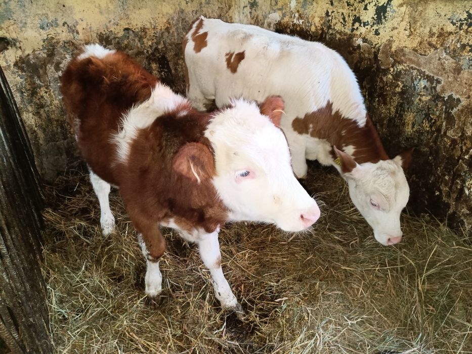 Sprzedam byczki SM 160-200 kg