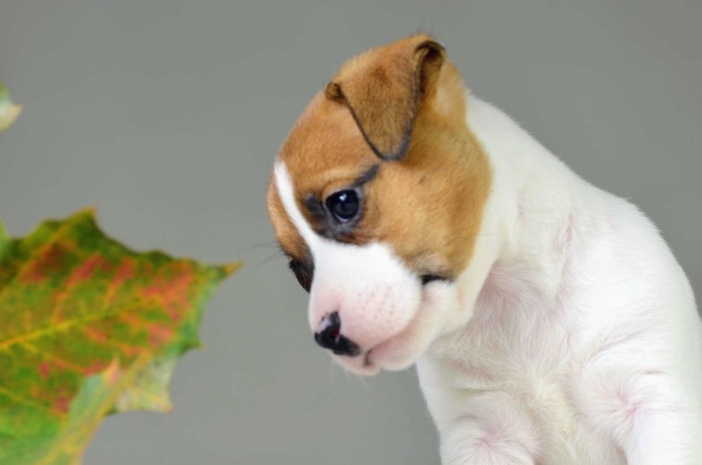 Gładkowłosa AKIRA– rasowy Jack Russell Terrier, metryka ZKwP/FCI