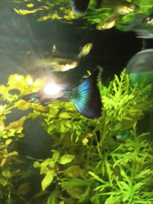 Gupiki Antyruskie czysta linia.10+1gratis.