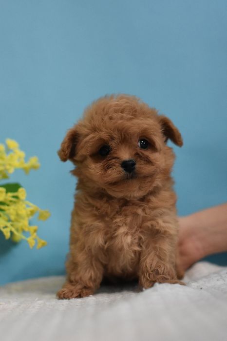 Файне цуценя мальтіпу