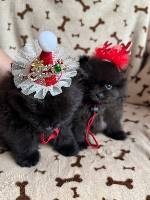 Кремові та чорні цуценята шпіц