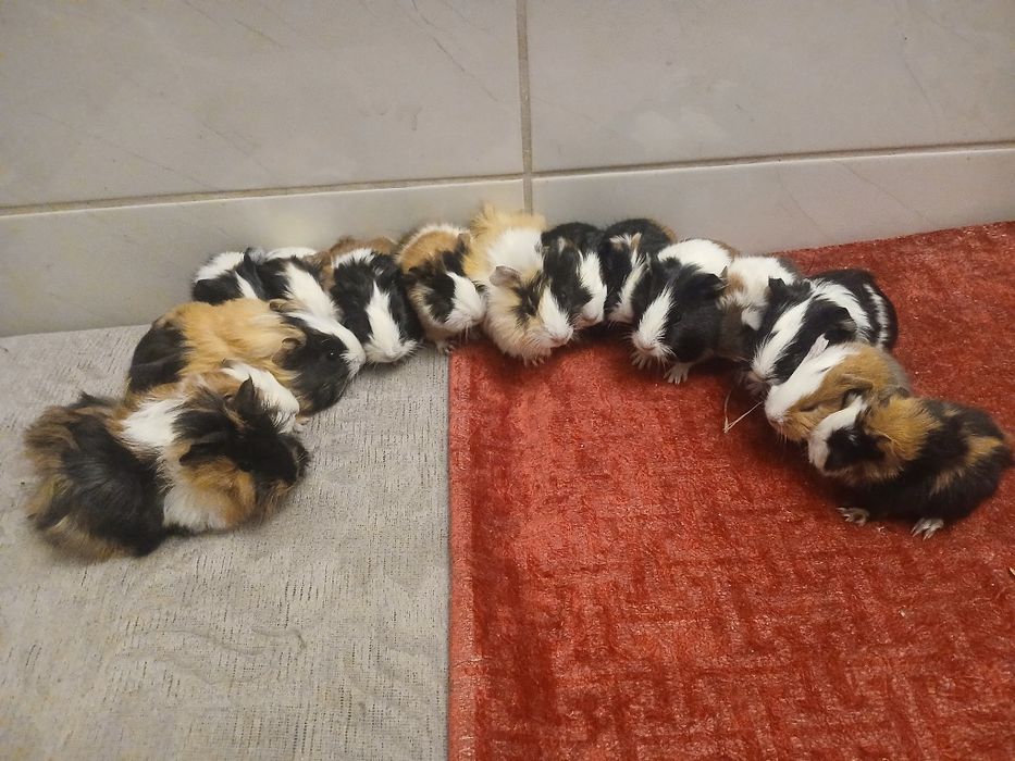 Swinki morskie różne rasy kolory samce I samiczki