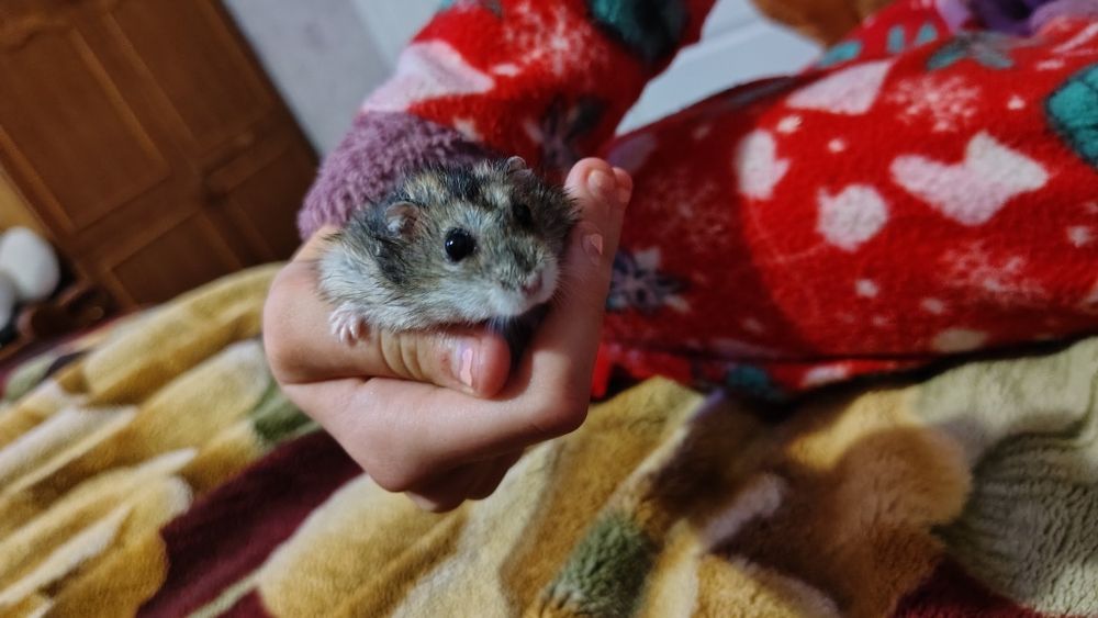 Джунгарський хом'ячок