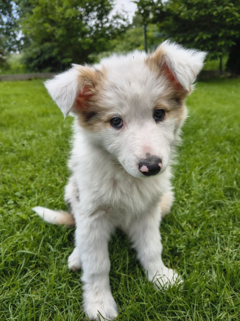 Suczka border collie tri merle 1