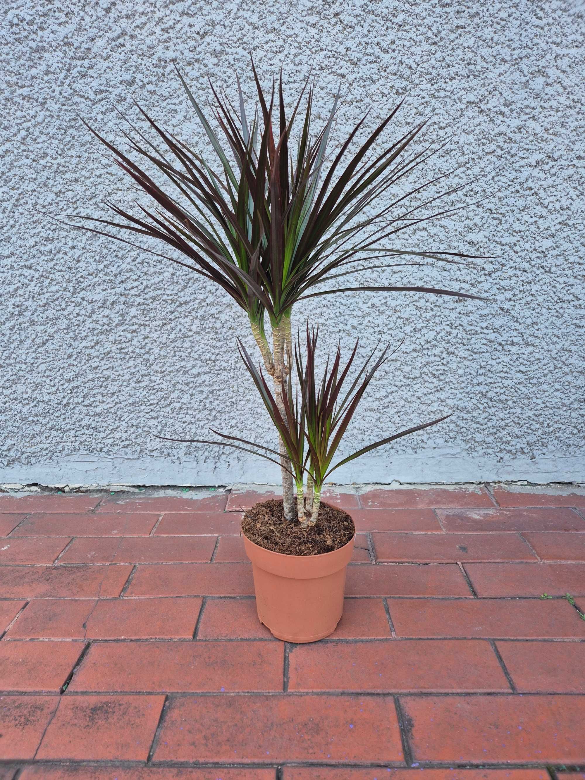 Dracena Marginata Magenta 2 rośliny w jednej doniczce 75cm