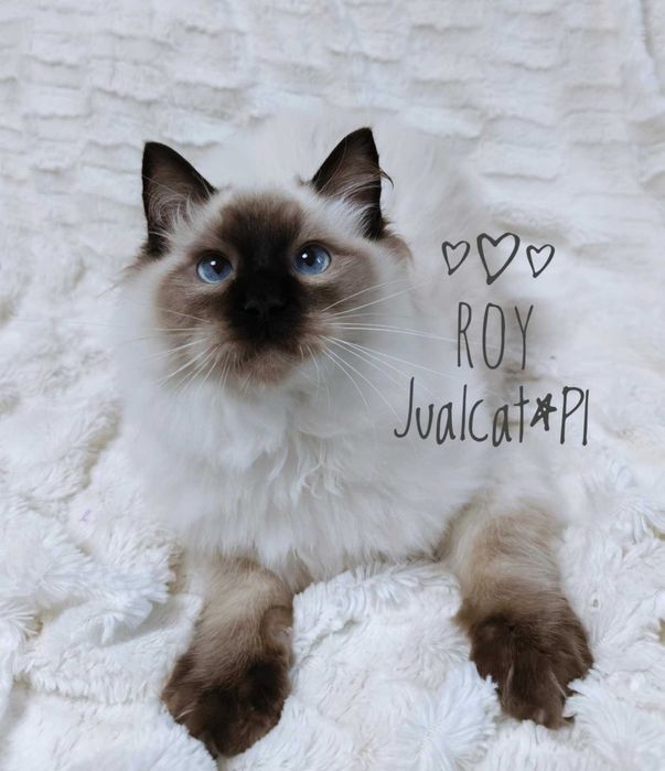 RAGDOLL Kocurek seal point Rag n Rodówod FPL do ODBIORU