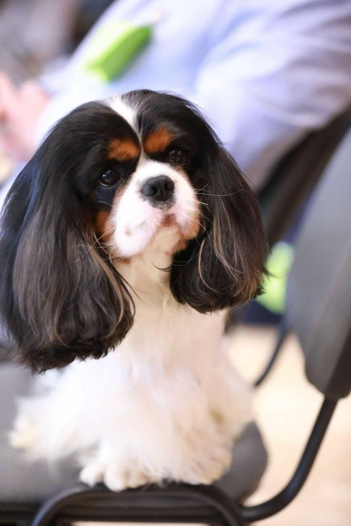 Cavalier King Charles Spaniel ZKwP FCI