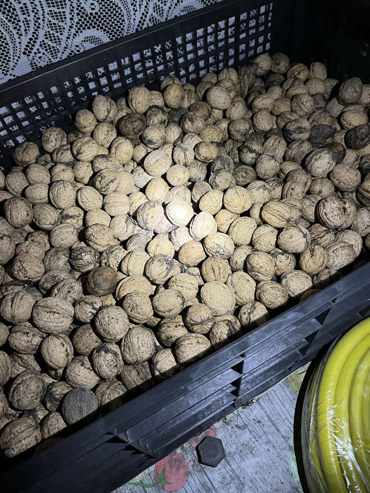 Orzechy włoskie 12 kg własny zbiór tegoroczne wysuszone