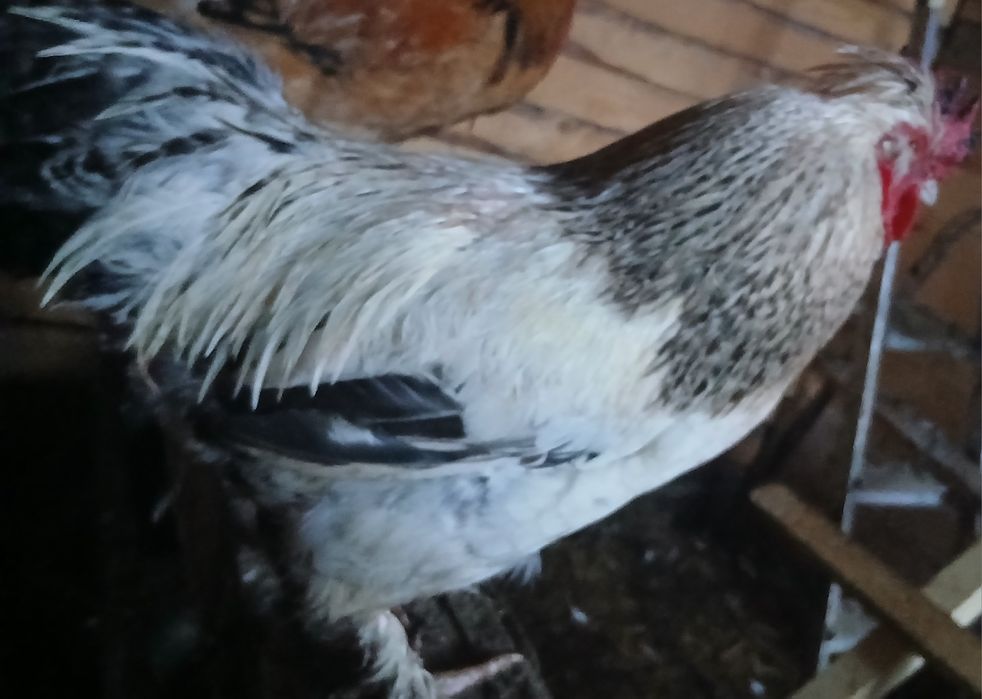 Sprzedam ładnego koguta