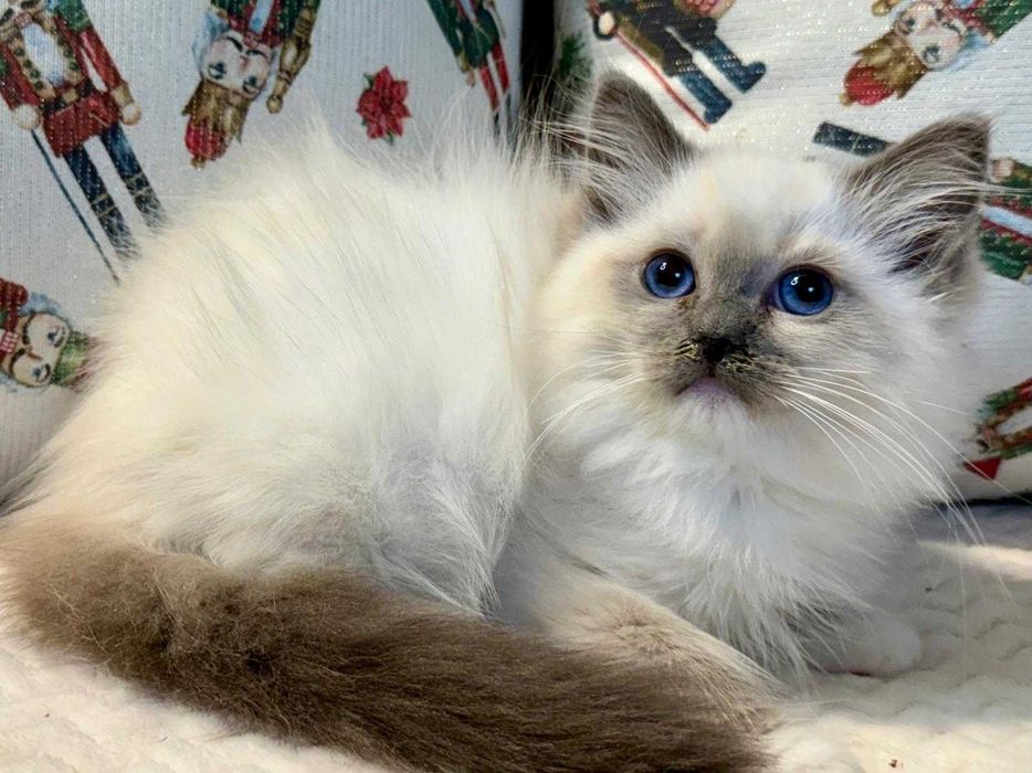 Śliczny kocurek  RAGDOLL Rezerwacja