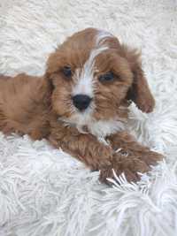 ***Cavapoo Boy***