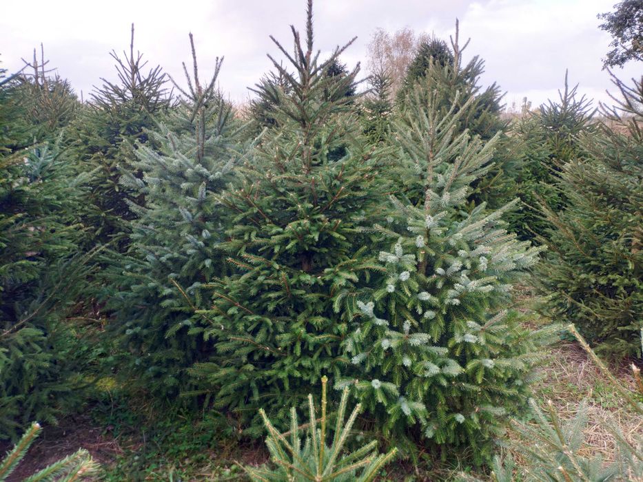 sprzedaż choinek świerkowych