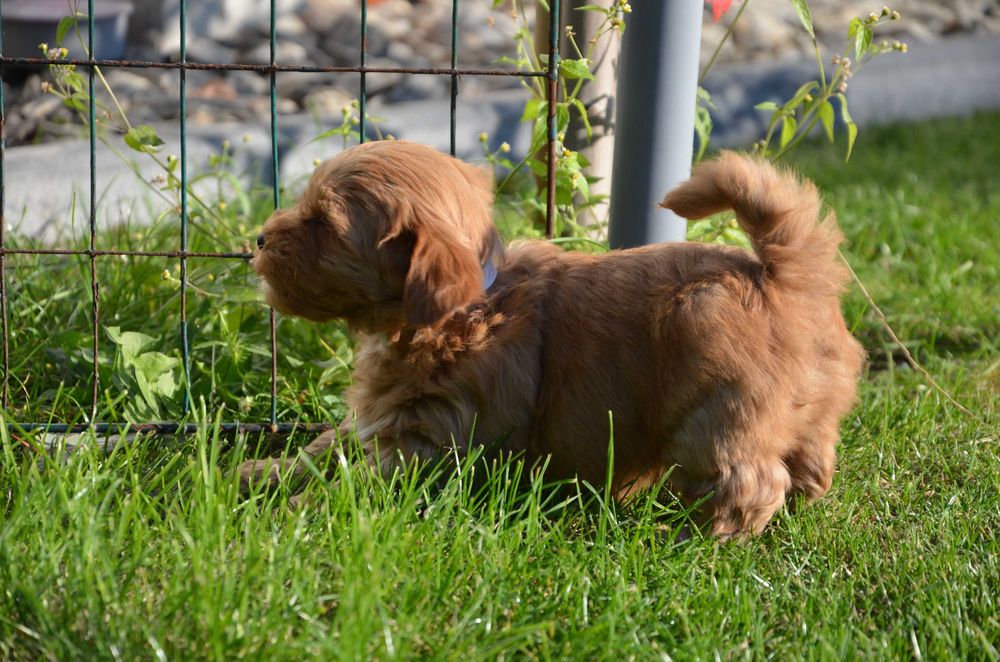 hawańczyk wspaniały piesek YUPPI  ZKwP/FCI