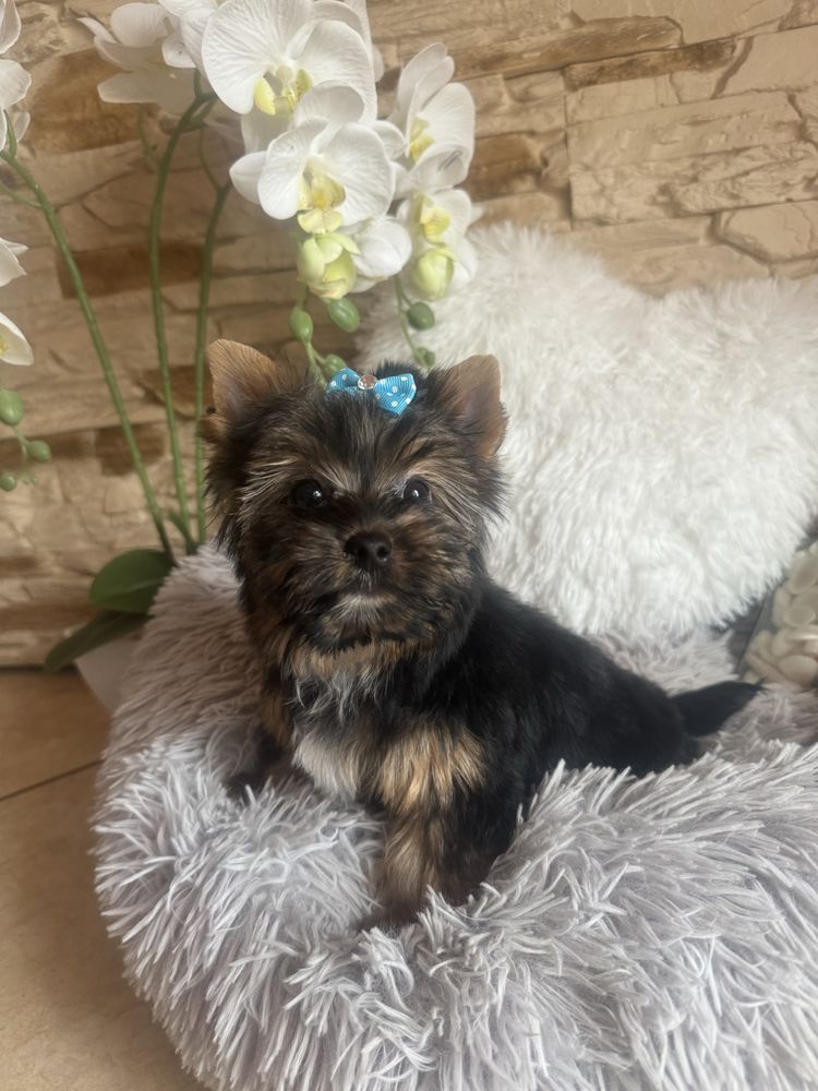 Yorkshire terrier piesek