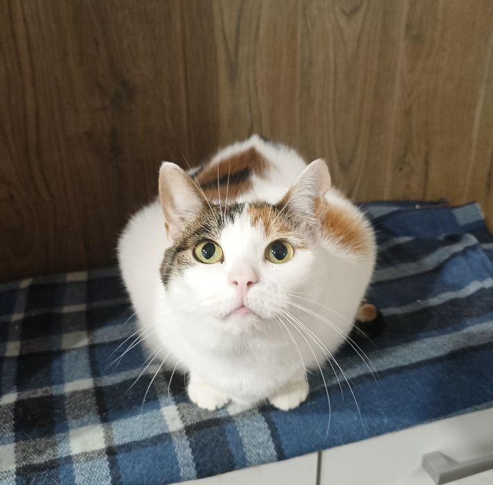 Biała Ruda bura tricolor