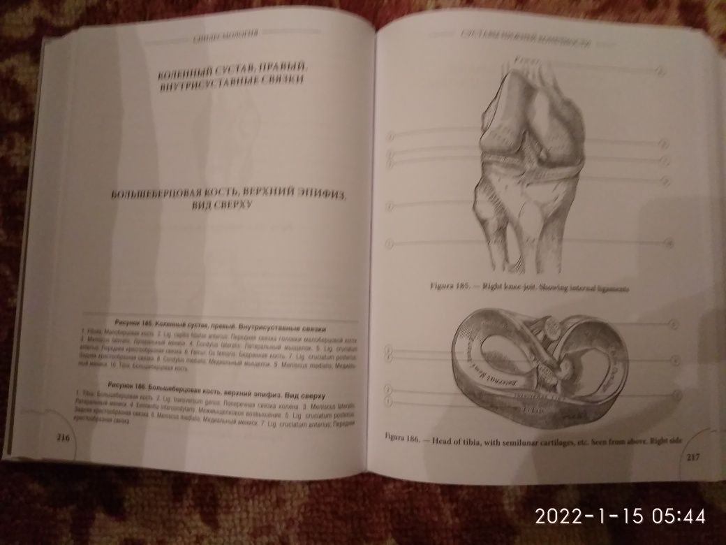 Анатомия Грея.Анатомические структуры соригин исоврем(Билич и Зигалова