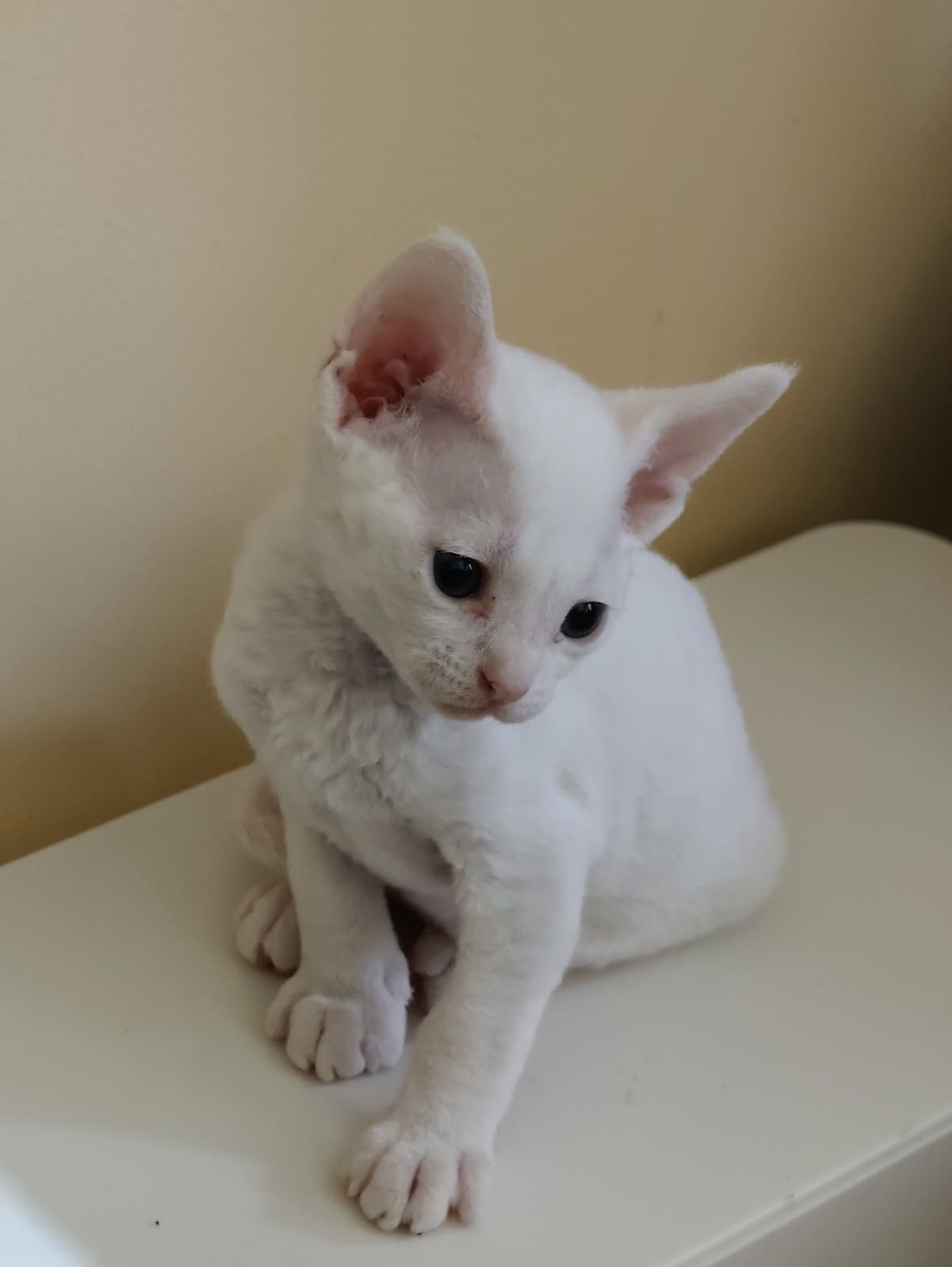 Devon rex białe kędziorki