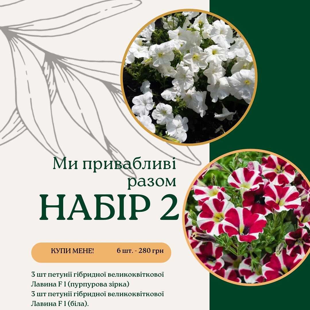 Набір однорічних квітів (петунія, вербена, чорнобривці, гайлардія)