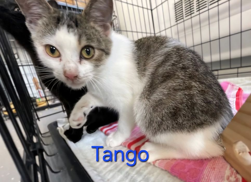 Tango Mambo polecają się do adopcji