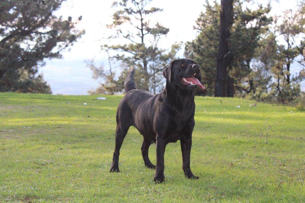 Labrador Retriever com lop e afixo