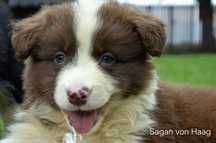 Border collie sunia
