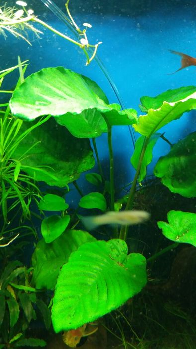 Rośliny pogostemon anubias bucephalandra