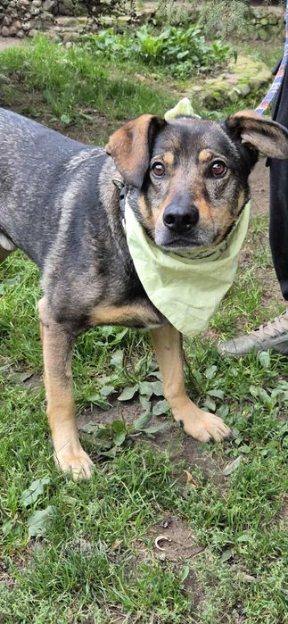 Przemiły psia do adopcji