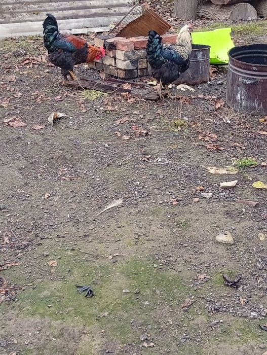 Продам молоді півники