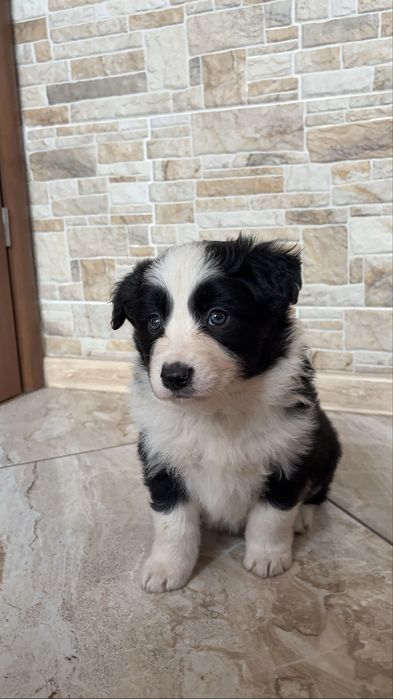 Suczka Border Collie