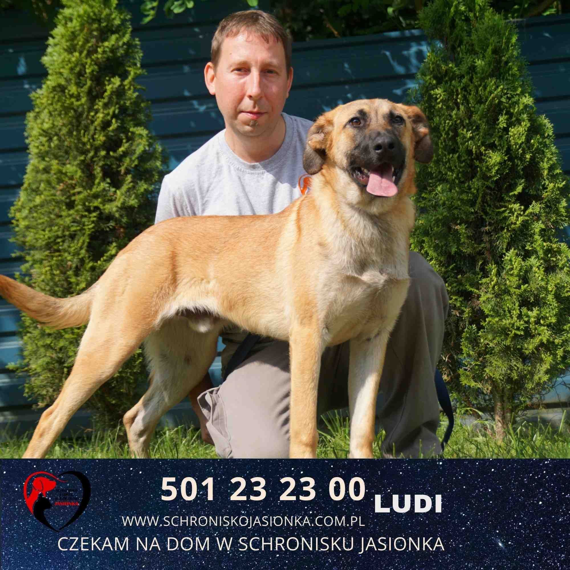 Ludi-do adopcji schronisko Jasionka