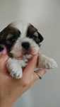 Piesek shih tzu - rezerwacja