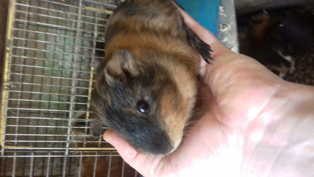 морские свинки, малыши