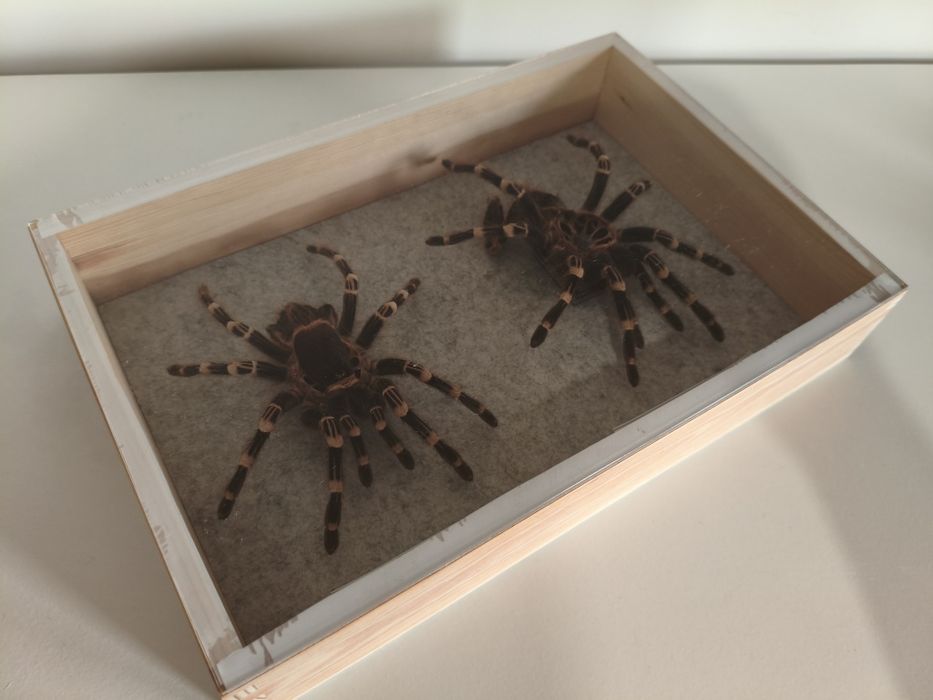 Wylinki ptaszników w gablotce pająk wylinka