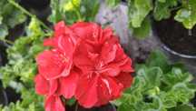 Kwiatek WPR - Pelargonia