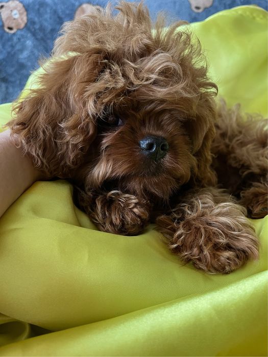 Невероятно красивый мальчик мальтипу, Кавапу